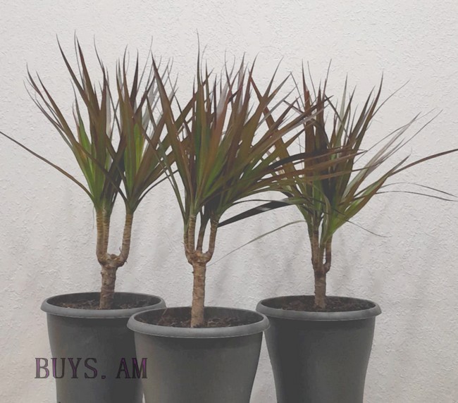 Драцена Маргината Dracaena marginata