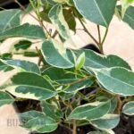 Ficus benjamina Starlight