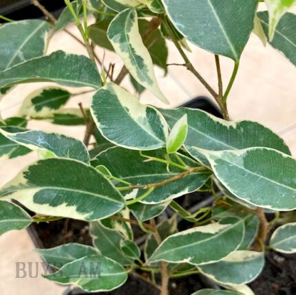 Ficus benjamina Starlight