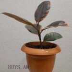 Ficus elastica 'Belize'
