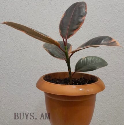 Ficus elastica 'Belize'