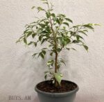 Ficus benjamina Starlight