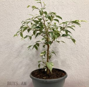 Ficus benjamina Starlight