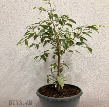 Ficus benjamina Starlight