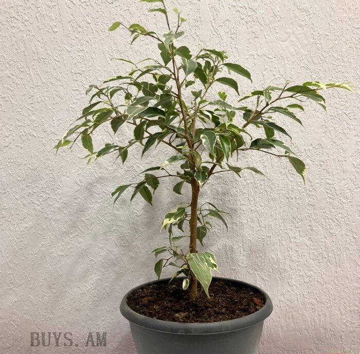 Ficus benjamina Starlight