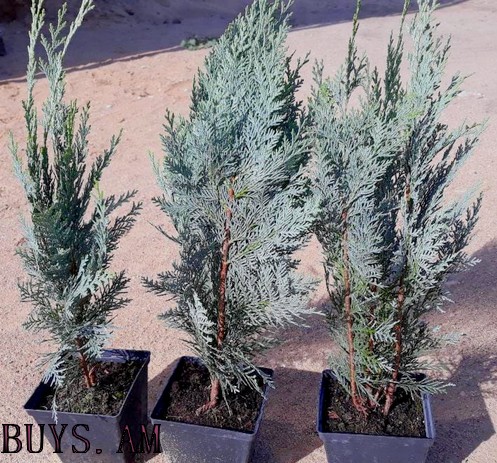 kiparis (2) Кипарис итальянский