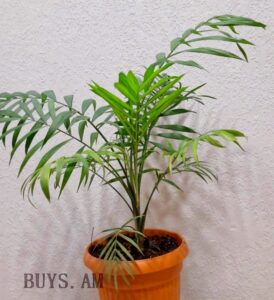 Chamaedorea elegans