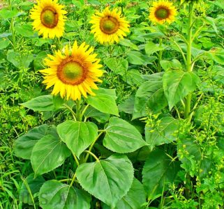 подсолнечник