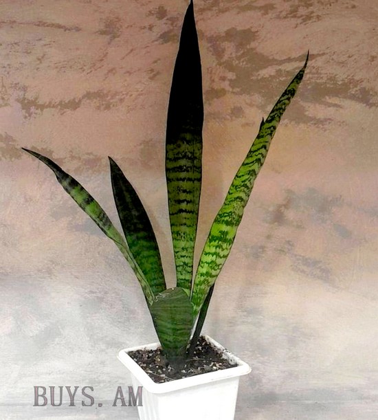 Sansevieria trifasciata ‘Zeylanica’