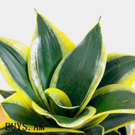 Sansevieria Honey 'Black Gold'