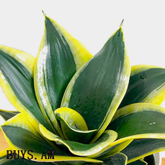 Сансевиерия Блэк Голд Sansevieria Honey 'Black Gold'