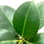 Ficus elastica