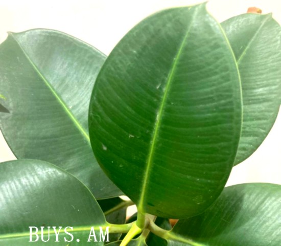 Ficus elastica Ficus elastica