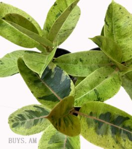 Ficus elastica 'Shriveriana'