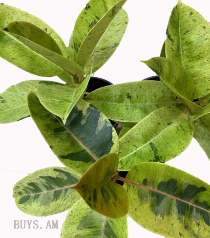 Ficus elastica 'Shriveriana'