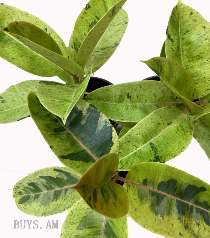 Ficus elastica 'Shriveriana'