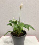 Spathiphyllum wallisii
