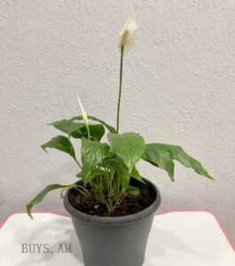 Spathiphyllum wallisii
