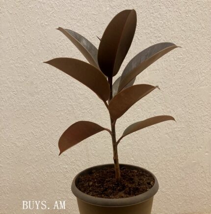 Ficus elastica 'Black Prince'