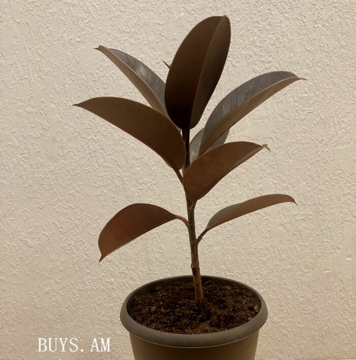 Ficus elastica 'Black Prince'