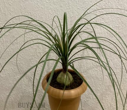 Նոլինա (Nolina)