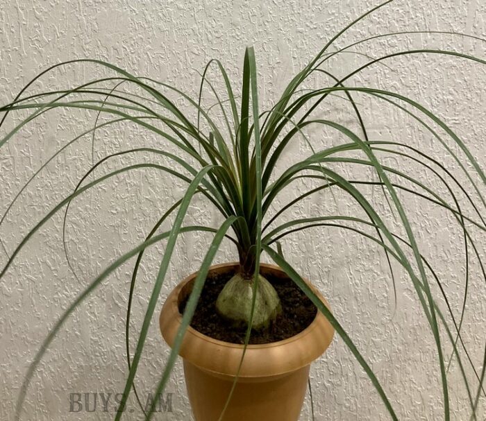 Նոլինա (Nolina)