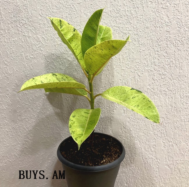 Ficus elastica ‘Shriveriana