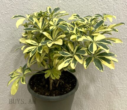 Schefflera Janine