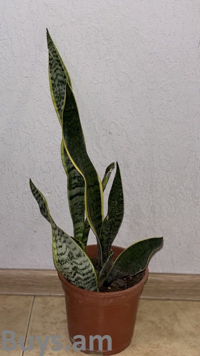 Сансевиерия трехполосная 25-40 см