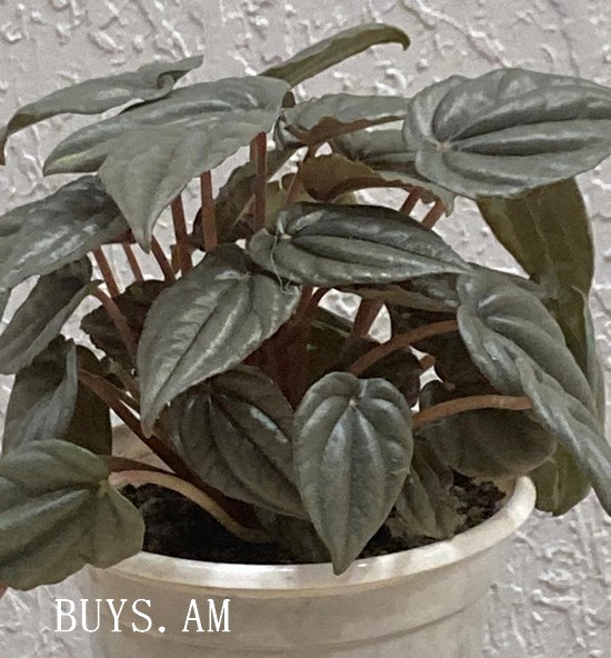 Peperomia caperata Peperomia caperata