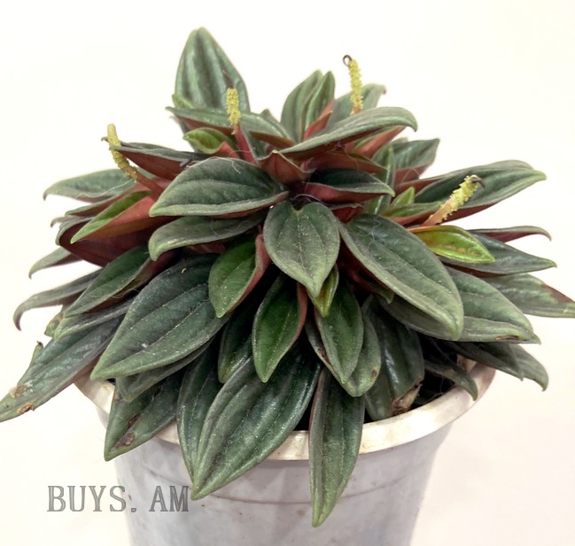 Peperomia Rosso