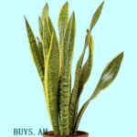 Sansevieria trifasciata