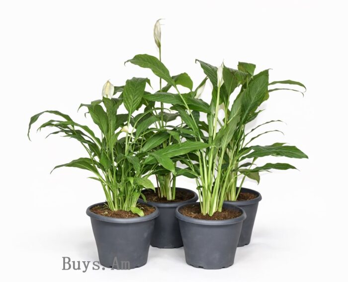 Спатифиллум Уоллиса