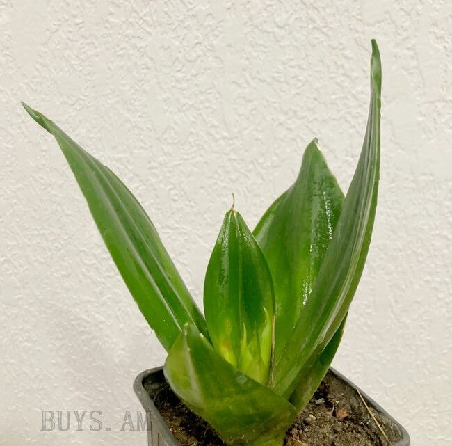 Сансевиерия Черный бриллиант