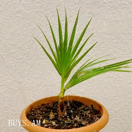 Washingtonia filifera