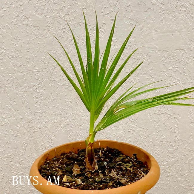 Washingtonia Washingtonia filifera