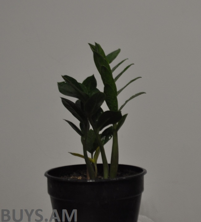 Զամիոֆիլա 20-30 սմ․