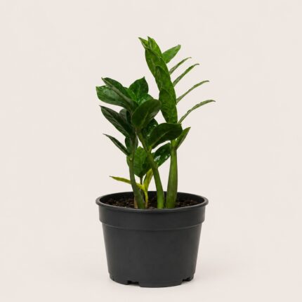 Zamioculcas zamiifolia 20-30sm