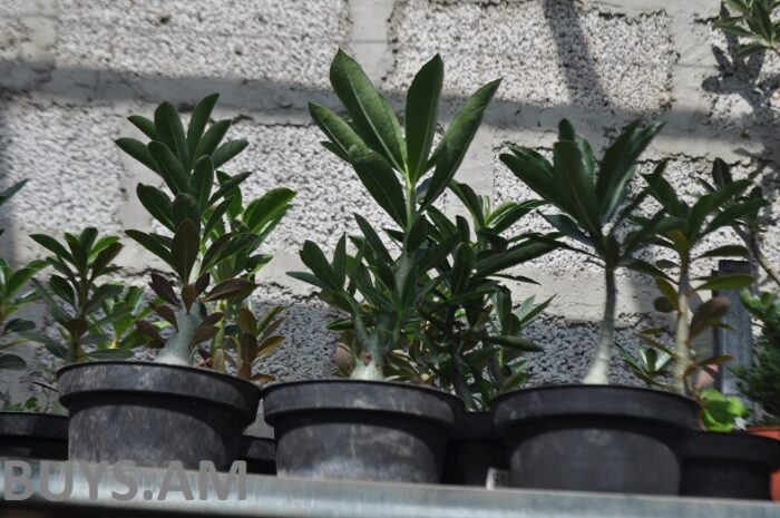 Ադոնեում (Adenium) 20-25 սմ