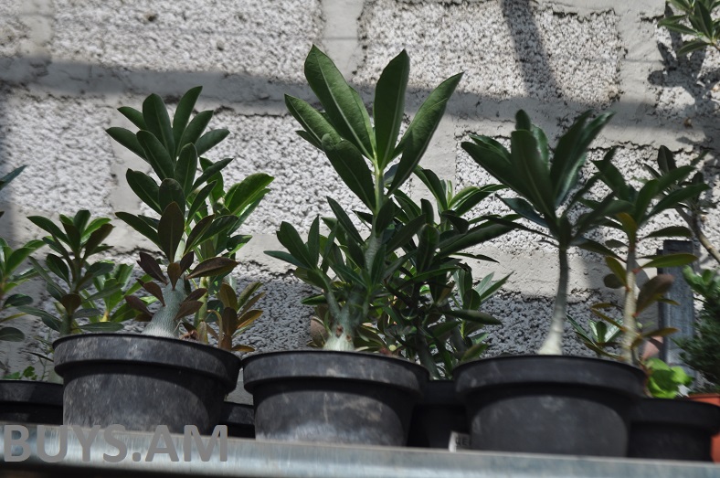 ադոնեիում փոքր