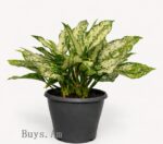 Аглаонема — комнатное растение