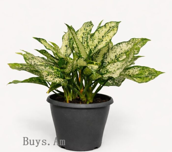 Аглаонема — комнатное растение