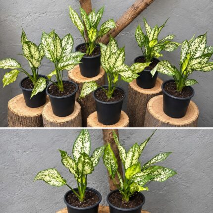 Ագլաոնեմա (Aglaonema) 10-15 սմ