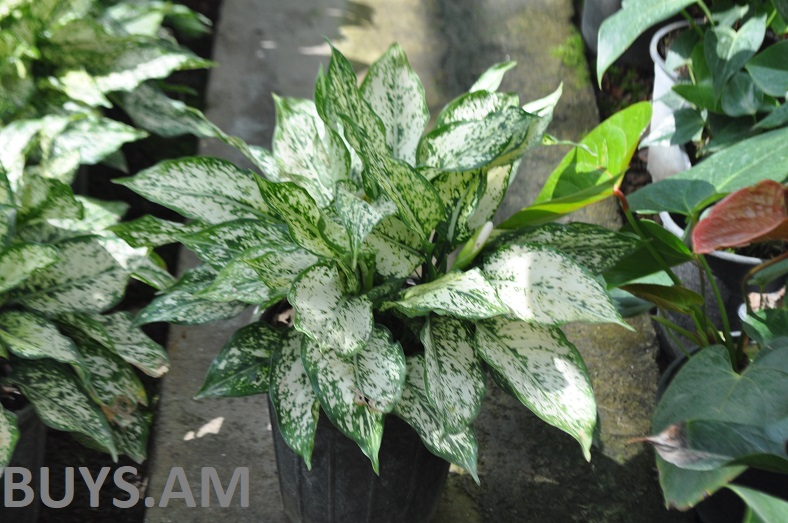 ագրոնեմա էճ-էջ