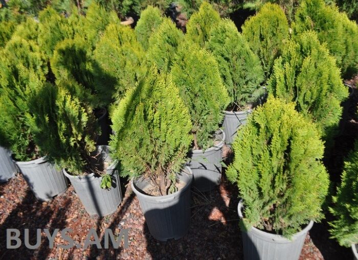 Տույա Աուրեա Նանա (Thuja occidentalis Aurea Nana)