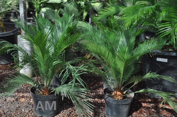 Саговник (Cycas) 40-60см