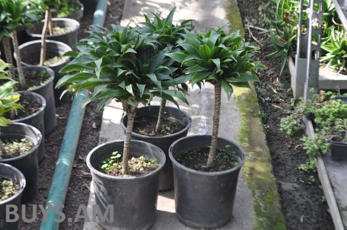 Դռացենա կոմպակտա (Dracaena fragrans Compacta) 40-50սմ