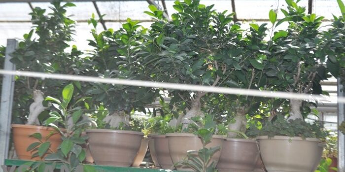 Фикус Гинсенг (Ficus microcarpa Ginseng)20-40см