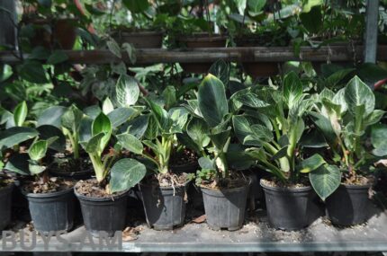 Ֆիլոդենտրոն 30-40 սմ