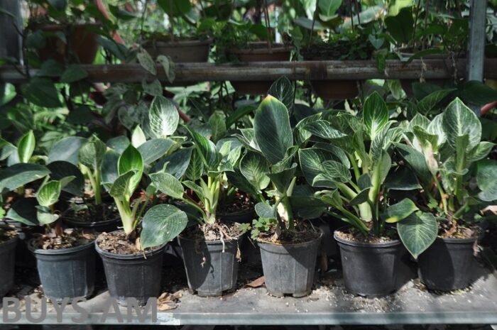 Филодендрон 30-40 см